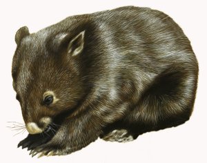 Baby Possum