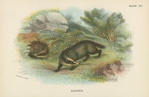 Badger