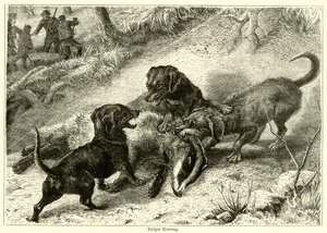 Badger Hunting by English School