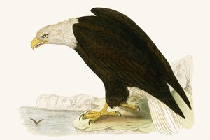 Bald Eagle, illustration from 