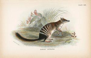 Banded Anteater by English School