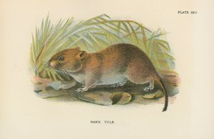 Bank Vole by English School