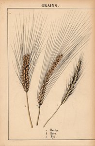 Barley, Bere and Rye Grass, from 