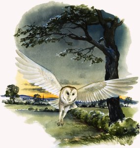 Barn Owl in Flight