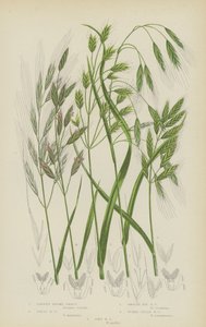 Barren Brome Grass, Great Brome Grass, Smooth Rye Brome Grass, Tumid Field Brome Grass, Soft Brome Grass by English School