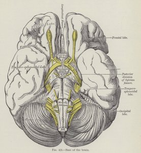 Base of the brain by English School