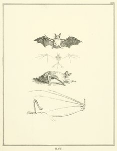 Bat by English School