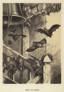 Bats at home by English School