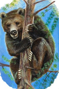 Bear in a Tree