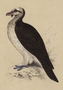 Bearded Vulture