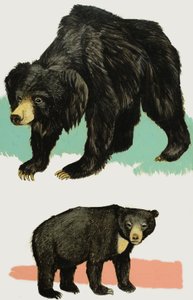 Bears
