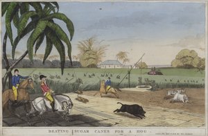 Beating sugar canes for a hog