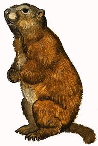 Beaver