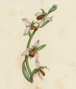Bee Orchis, Ophrys Apifera