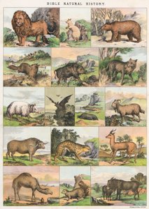 Bible Natural History