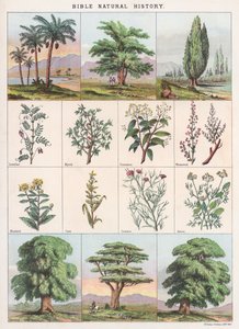 Bible Natural History