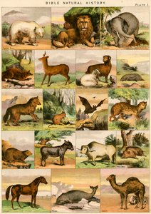 Bible Natural History