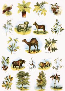 Biblical Illustrations by English School
