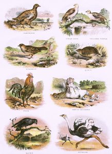 Biblical Natural History by English School