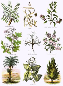 Biblical natural history