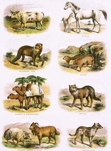 Biblical Natural History