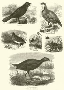 Birds of Palestine by English School