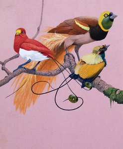 Birds of Paradise