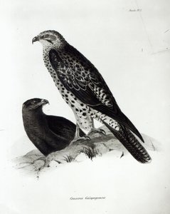 Birds of Prey, plate 2 from 