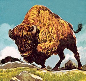 Bison