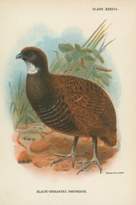 Black-Breasted Partridge by English School