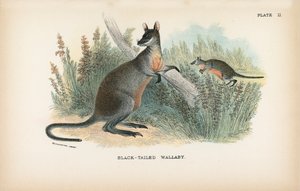 Black-Tailed Wallaby