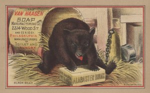 Black Bear by English School