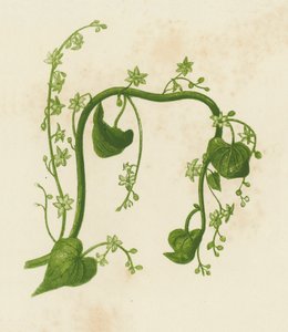 Black Bryony, Tamus Communis by English School