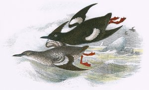 Black Guillemot