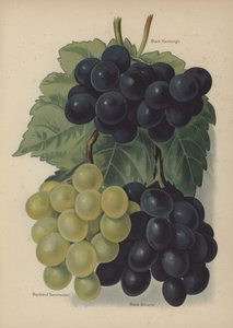 Black Hamburgh, Buckland Sweetwater, Black Alicante by English School