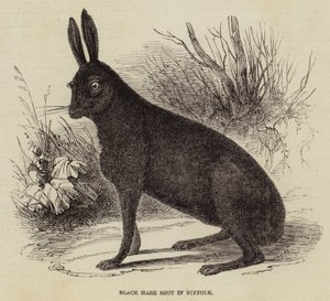 Black Hare Shot in Suffolk by English School