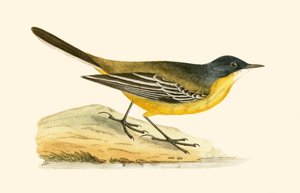 Black Headed Yellow Wagtail, illustration from 