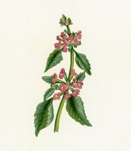 Black Horehound