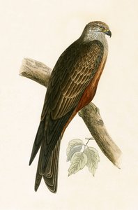 Black Kite, illustration from 