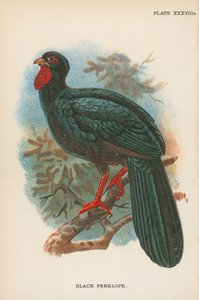 Black Penelope