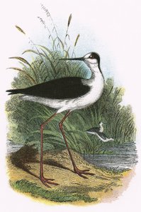 Black-Winged Stilt by English School