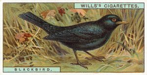Blackbird by English School