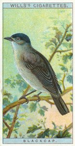 Blackcap by English School