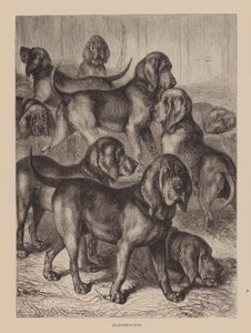 Bloodhounds