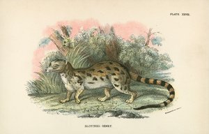 Blotched Genet by English School