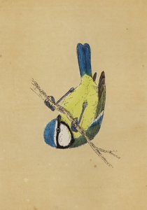 Blue Titmouse by English School