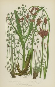 Blunt-Edged Club Rush, Salt Marsh Club Rush, Wood Club Rush, Chocolate-Headed Club Rush, Scaly Stalked Club Rush by English School
