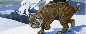 Bobcat by English School