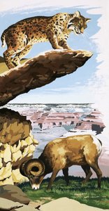 Bobcat and Bighorn sheep at the Grand Canyon National Park by English School