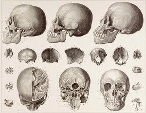 Bones of the head, after a 19th century print by English School